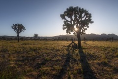 Golden Silhouettes