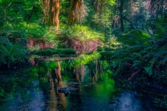 A Place Among the Ferns