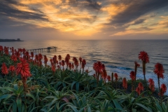 Aloe Bloom