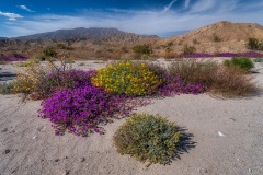 Blooming in the Barren