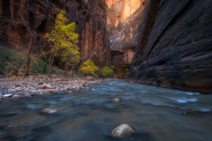 Canyon Trees