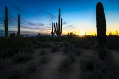 Desert Giants