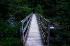 Forest Bridge