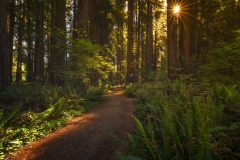 Forest Path