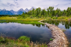 Grand Teton Beaver Dam