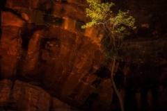 Lighted Tree On Rock