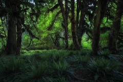 Magical Green Forest