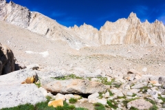 Mt. Whitney Marmot