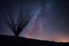 Ocotillo Milky Way