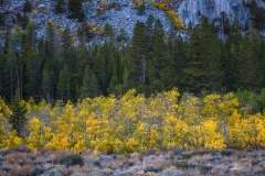 Pine Among Aspens