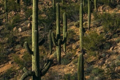 Saguaros