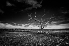 Salton Sea Tree