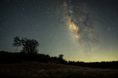 Starry Meadow