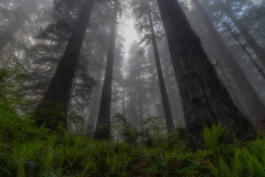 The Redwoods