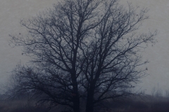 Tree In Fog