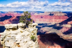 Tree Overlooking Grand Canyon