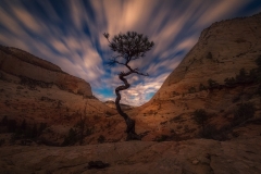 Tree Under Clouds