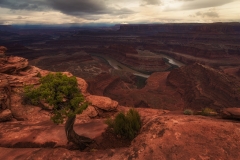 Tree With A View