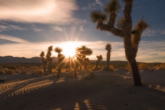 Trees In Dunes