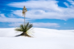 Yucca In Dunes